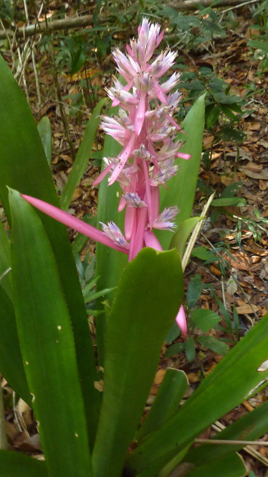 Image of Aechmea marauensis Leme