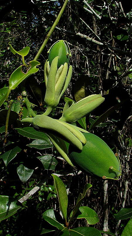 Sivun Passiflora contracta Vitta kuva