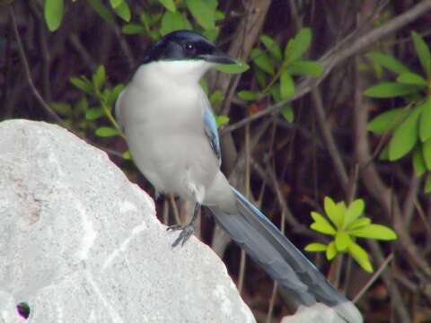 Image of Azure-winged Magpie