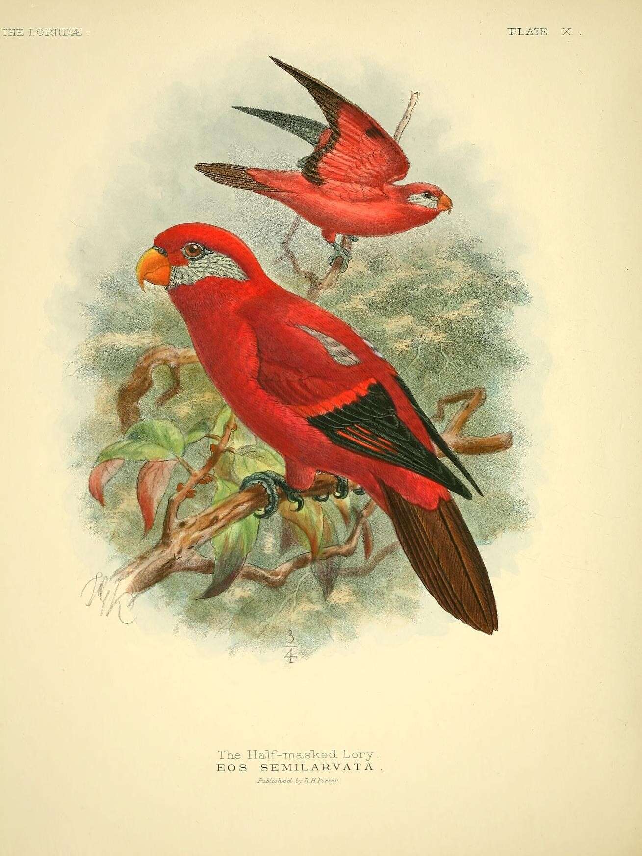 Image of Eos Wagler 1832