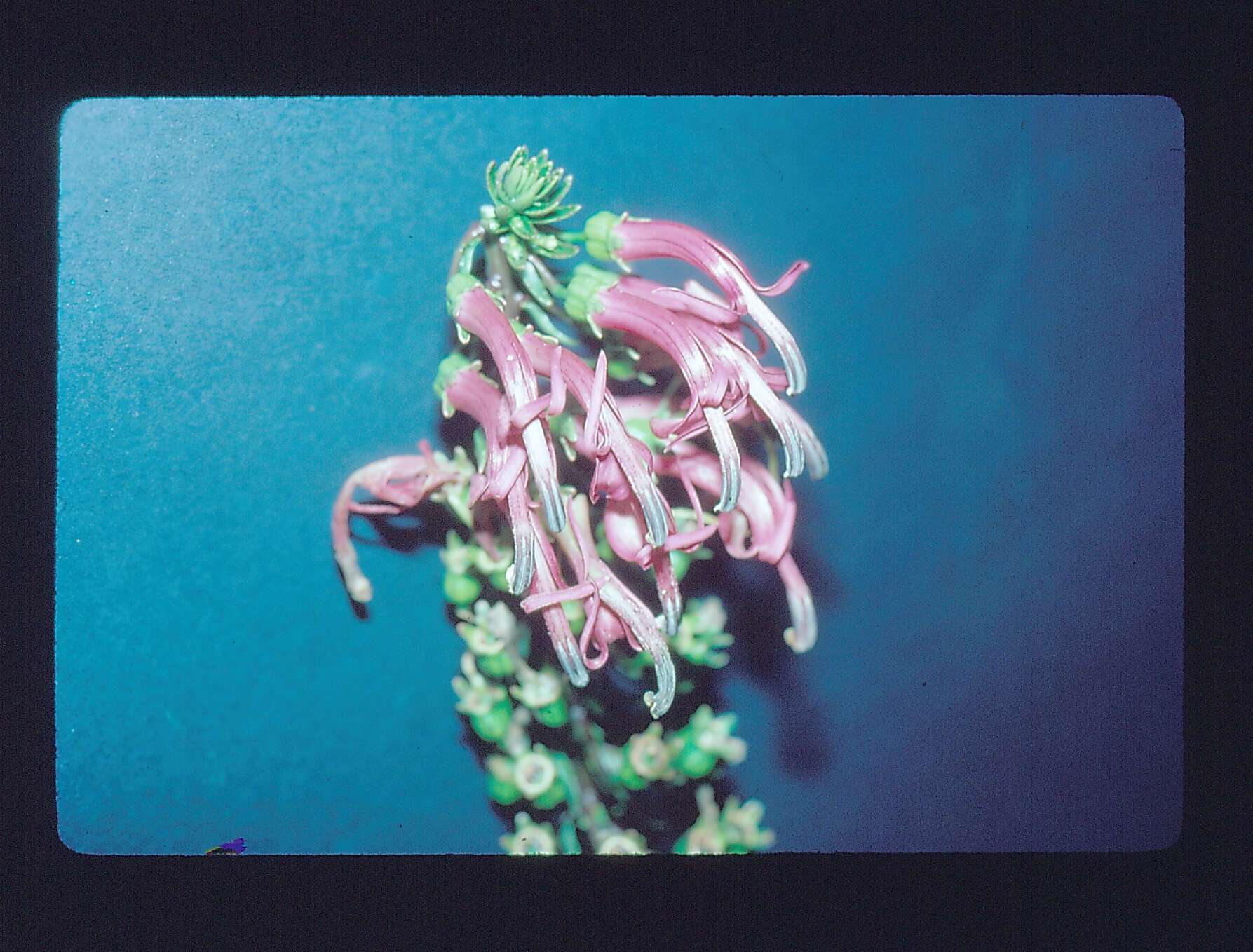 Слика од Trematolobelia singularis H. St. John