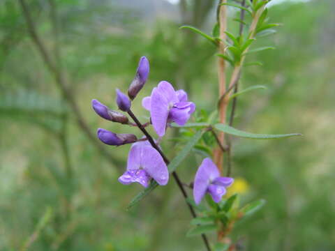 Image of Glycine clandestina Wendl.