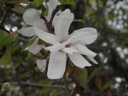 Image of magnolia