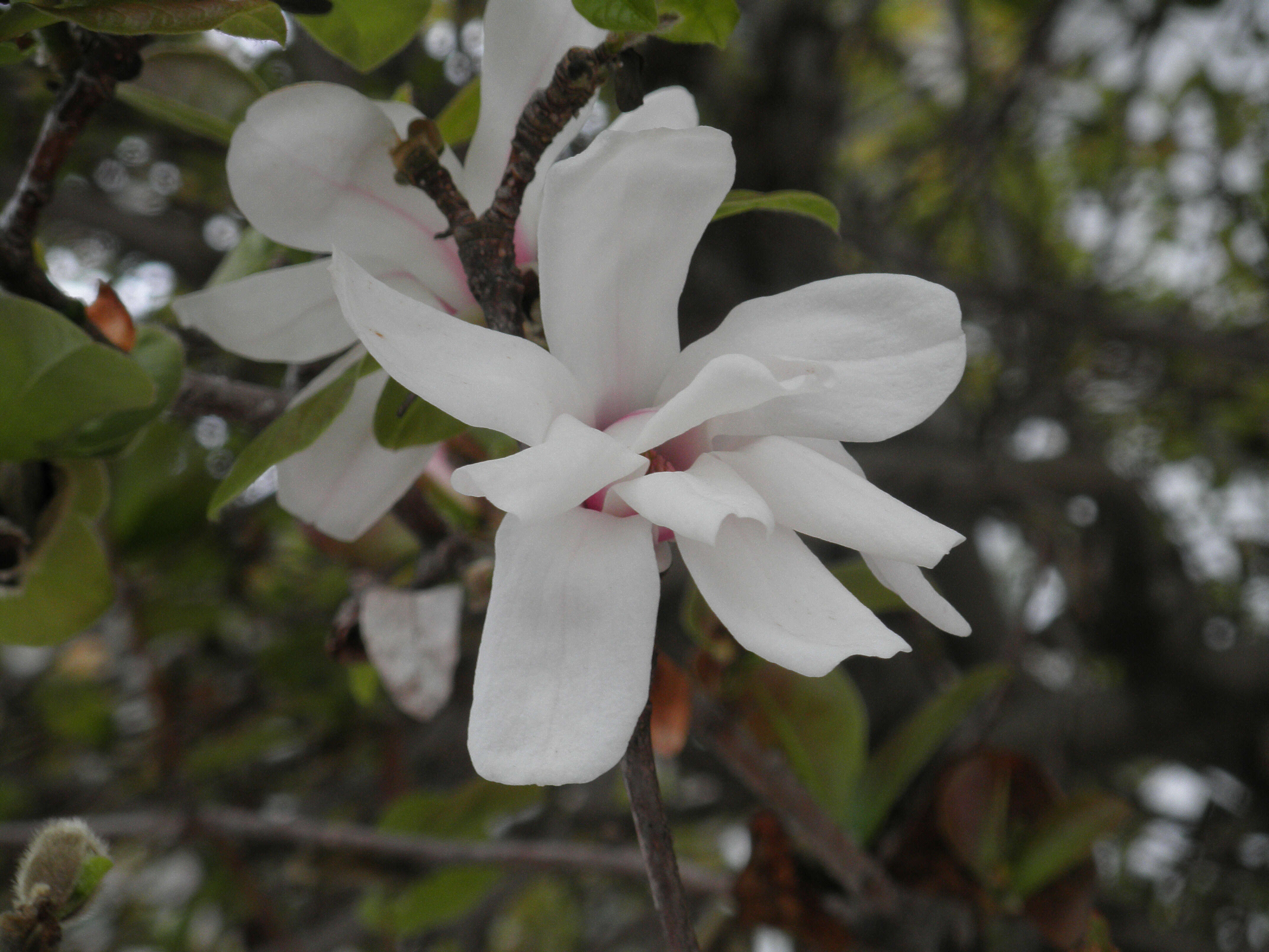 Image of magnolia