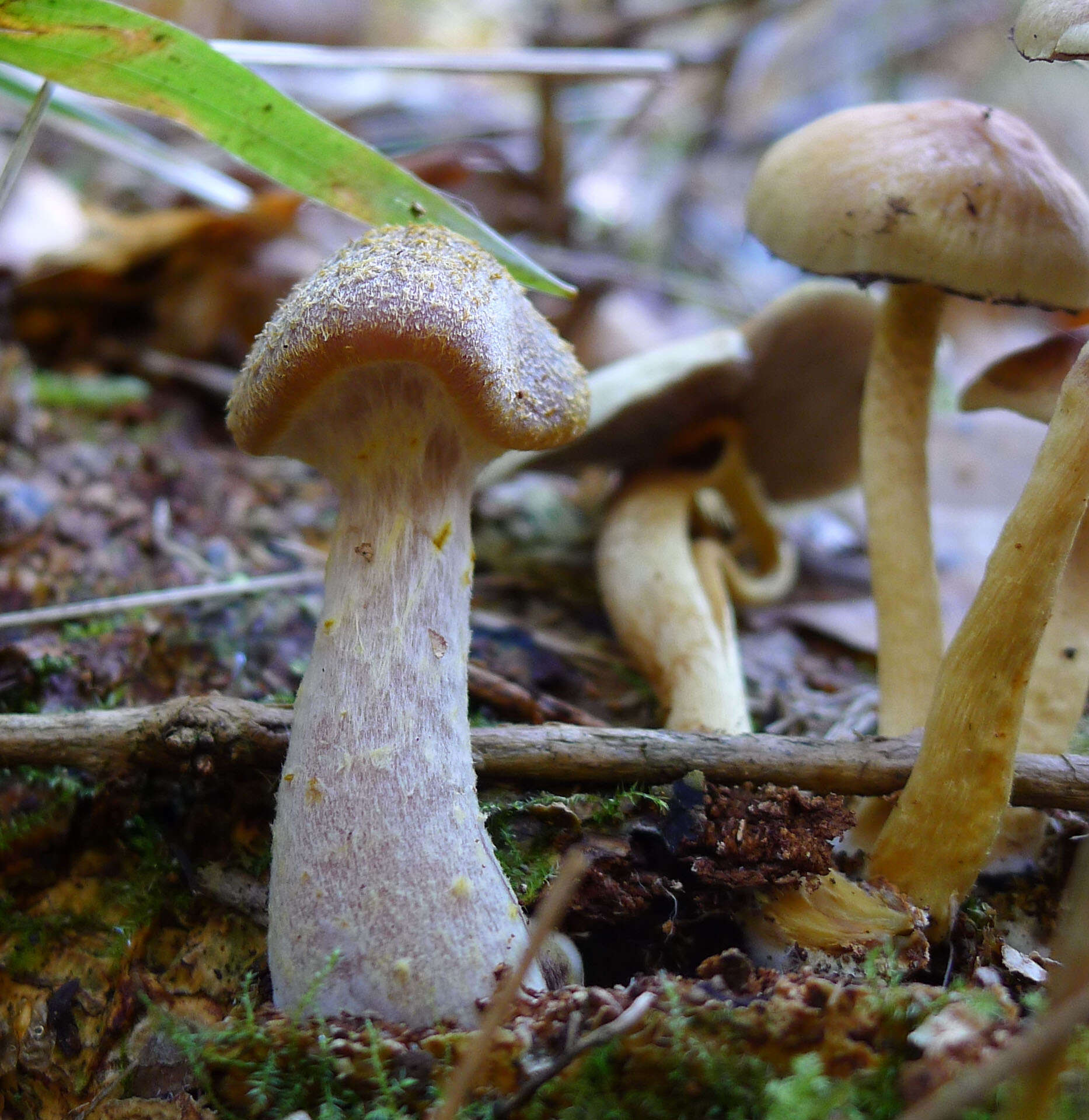 Image of Honey Fungus