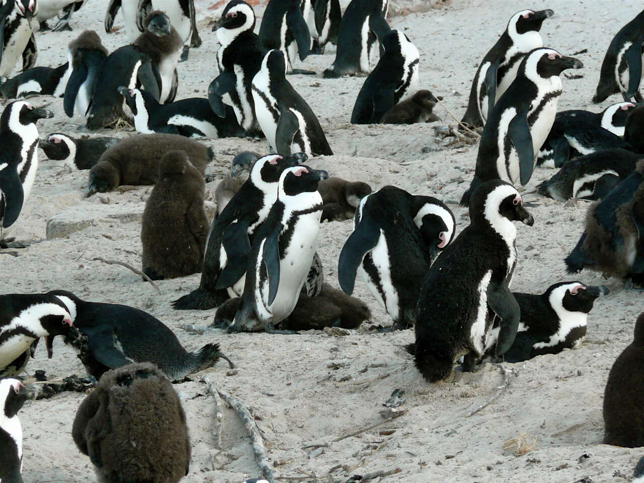 Image de Manchot du Cap