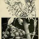 Image of Apiomorpha urnalis (Tepper 1893)