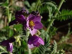 Image of towering Jacob's-ladder