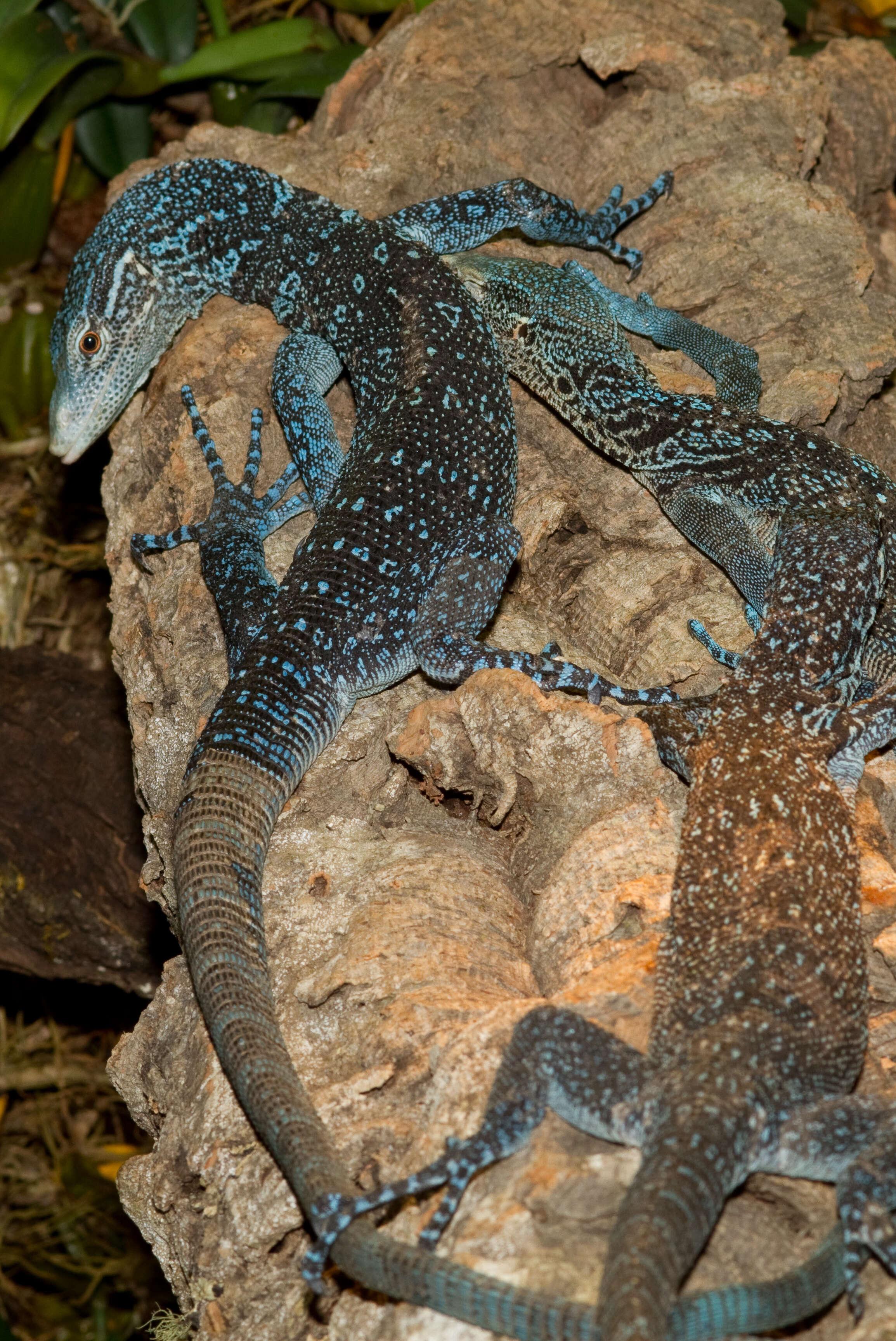 Image of monitor lizards