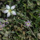 Plancia ëd Spergularia media subsp. angustata (Clavaud) Kerguelen & Lambinon