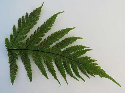 Image of Gaudichaud's halberd fern