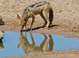 Image of coyote