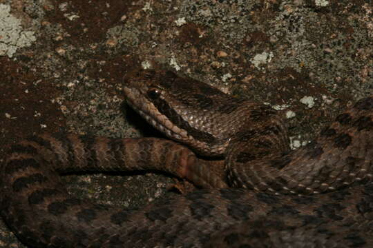 Image of Twin-spotted Rattlesnake