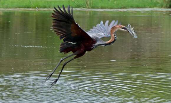 Image of Goliath Heron