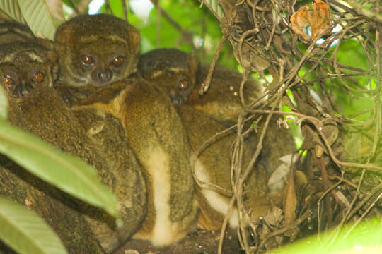 Image of Woolly Lemur