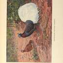 Imagem de Lophura bulweri (Sharpe 1874)