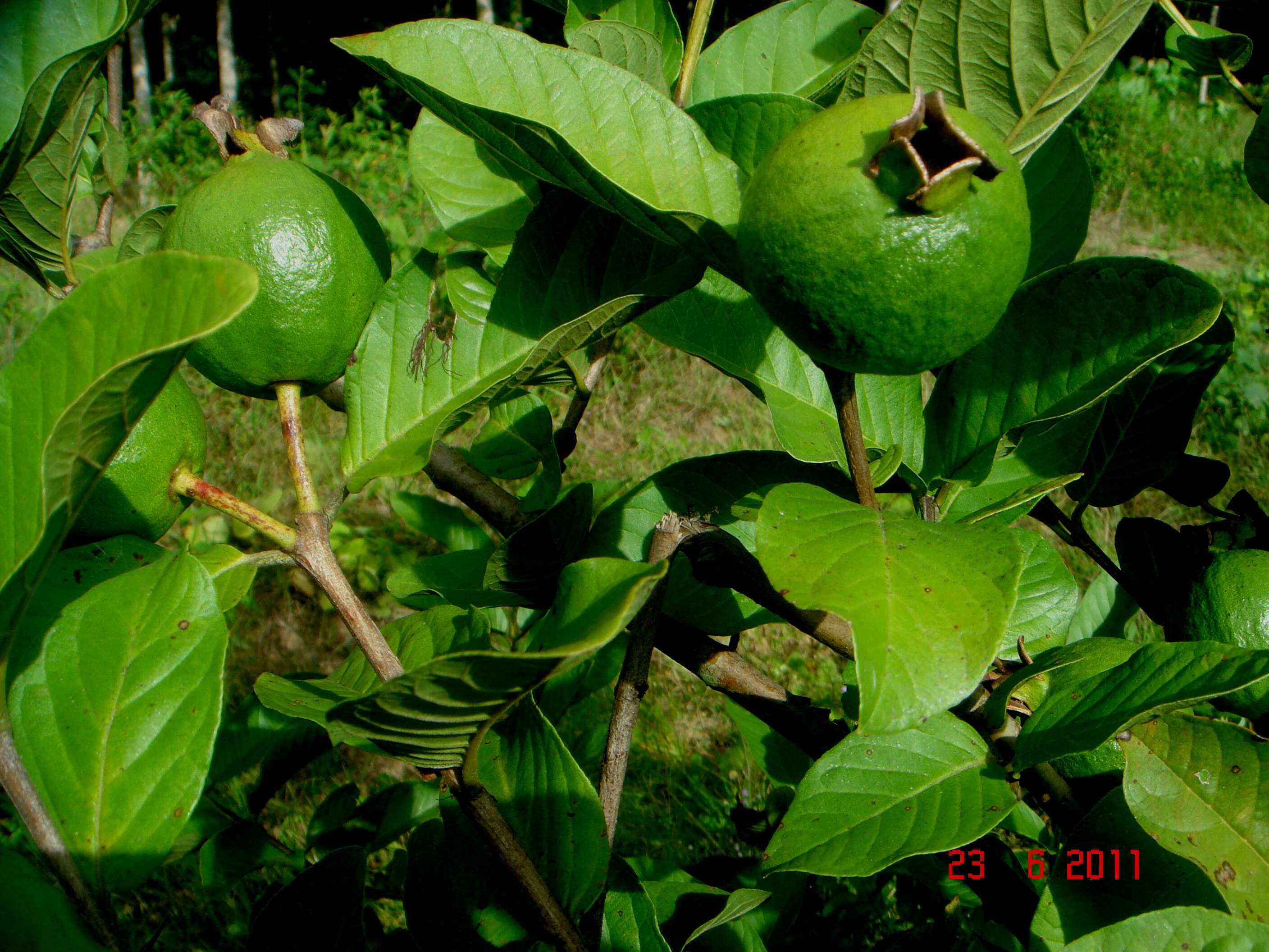 Image of guava