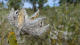 Image of Jacksonia floribunda Endl.