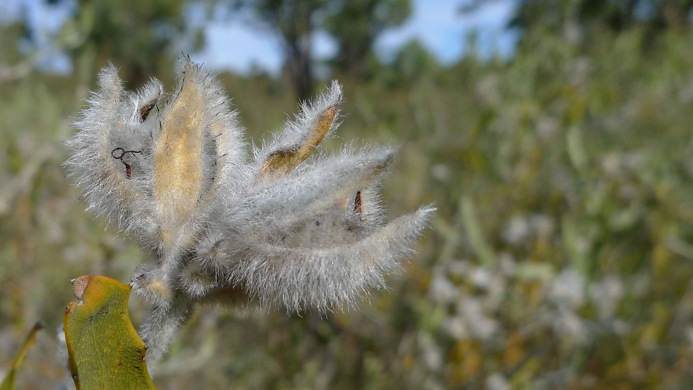 Image of Jacksonia floribunda Endl.