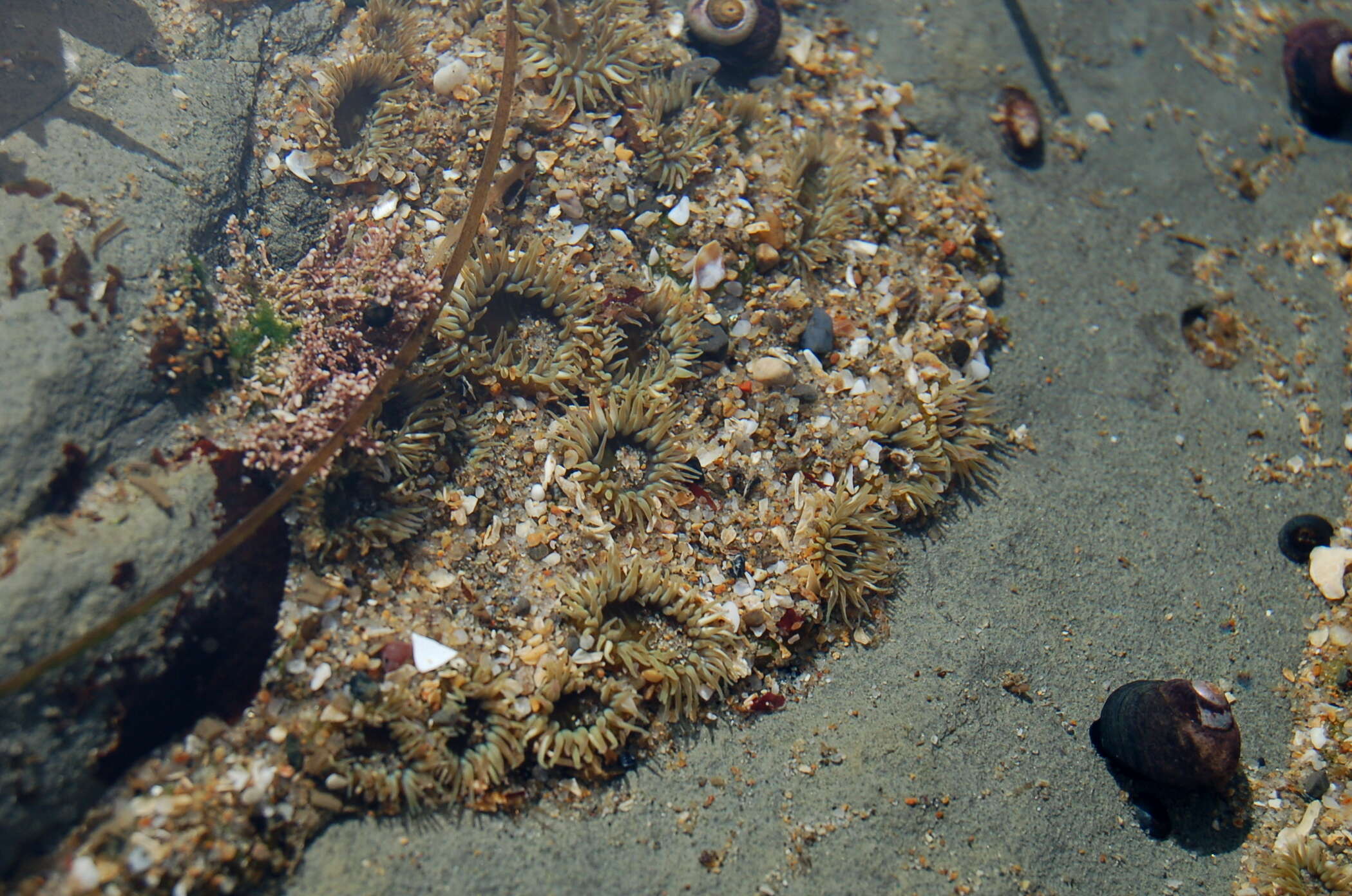 Image of aggregating anemone