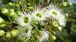 Image of corymbia