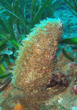 Image of fan mussel