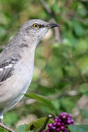 Image of Northern Mockingbird