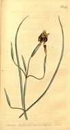 Image of Moraea viscaria (L. fil.) Ker Gawl.