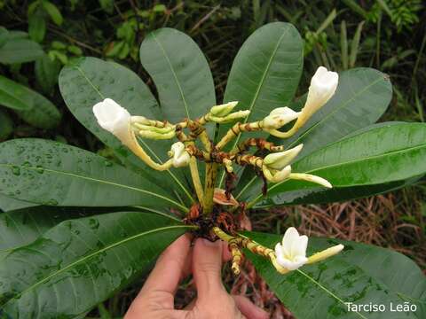 Imagem de Himatanthus bracteatus (A. DC.) R. E. Woodson