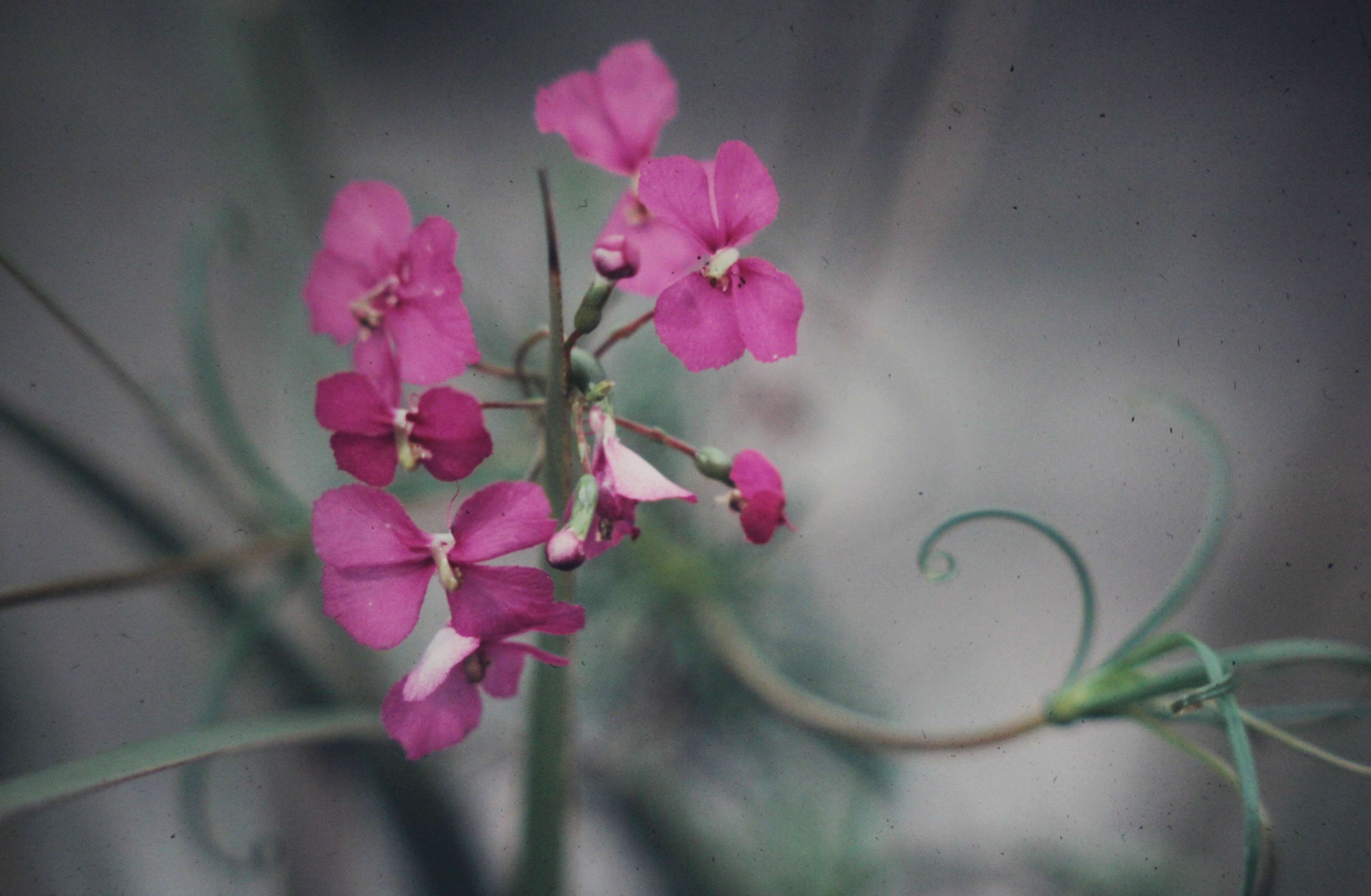 Image of Stylidium scandens R. Br.