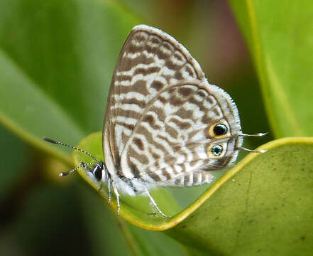 Image of Lang's Short-tailed Blue