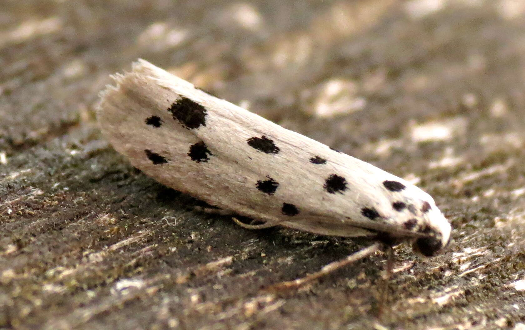 Image of Ethmia