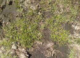 Image of Gray Bog Sedge