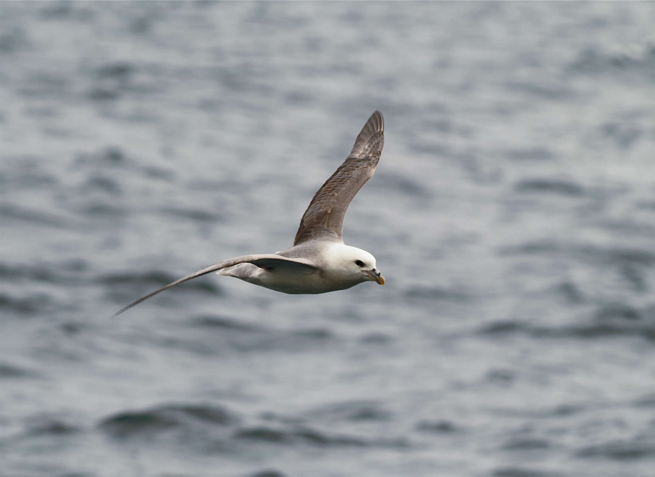 Image of Fulmar