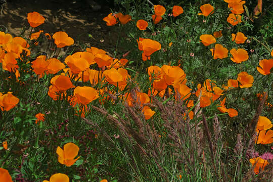 Imagem de Eschscholzia californica Cham.