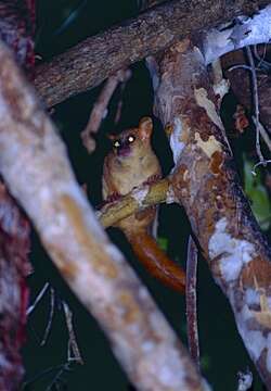 Image of Giant mouse lemur