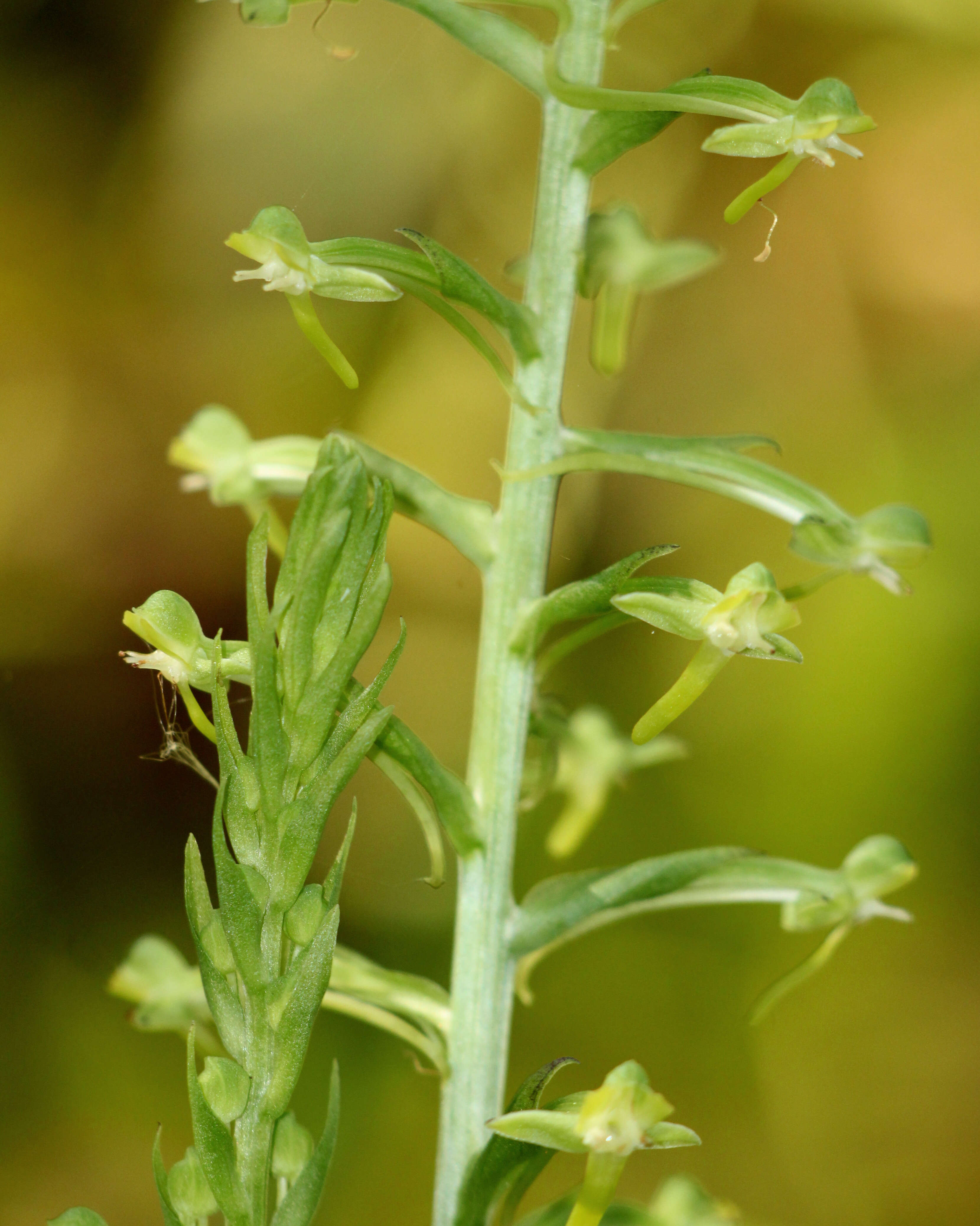 Image of Mignonette orchid