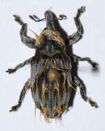 Image of Desmidophorus