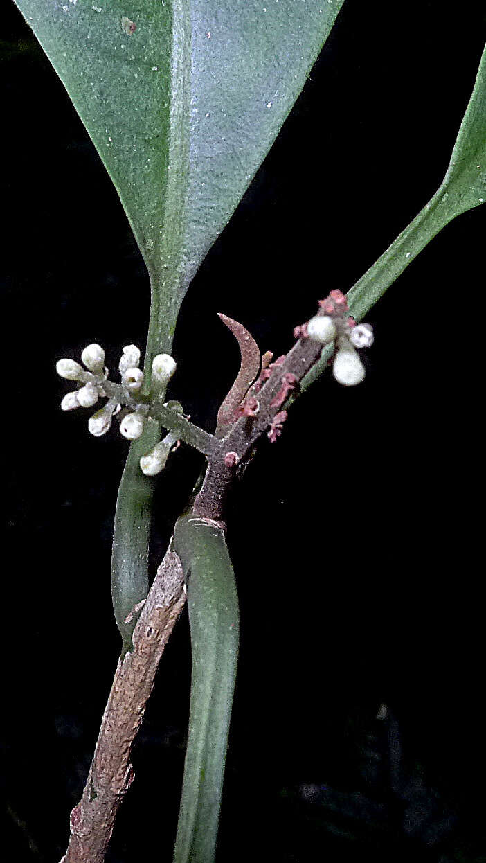 Image of Cybianthus densiflorus Miq.