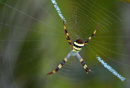 Imagem de Argiope