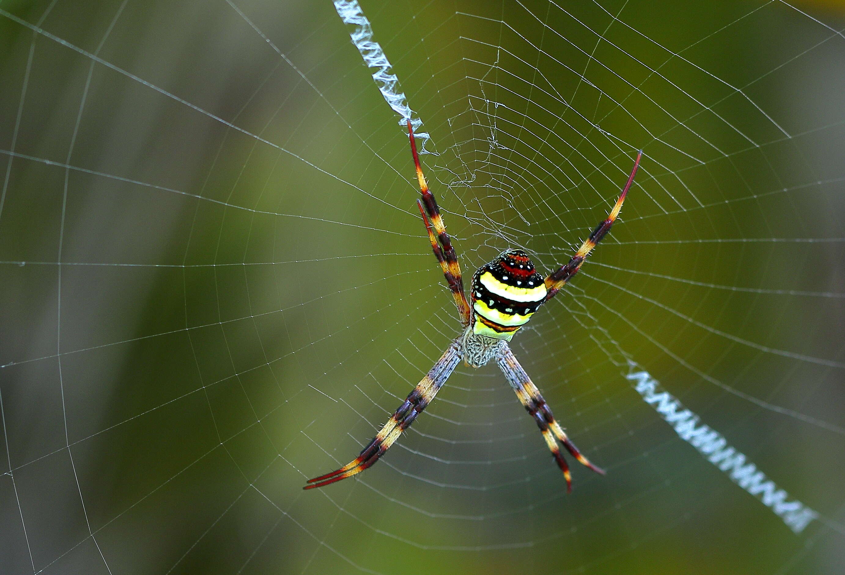 Image of St Andrews cross spider