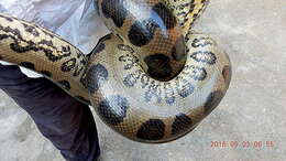 Image of Green anaconda