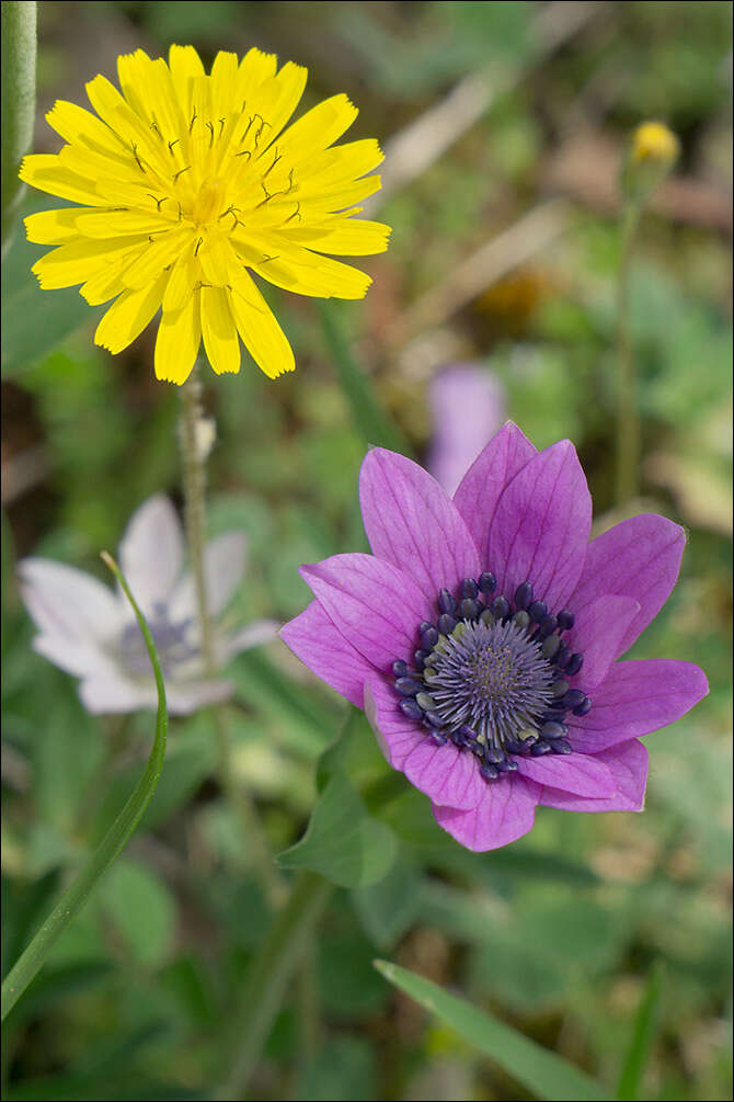 Image of broad-leaved anemone