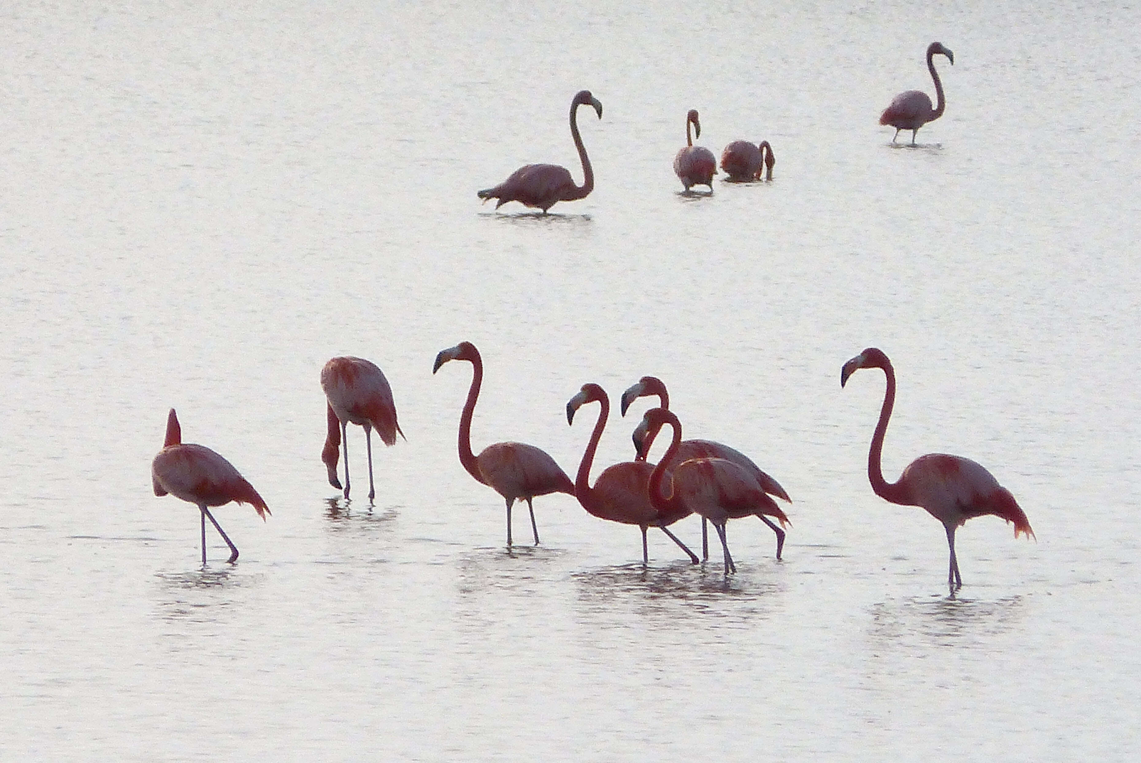 Imagem de Phoenicopterus Linnaeus 1758