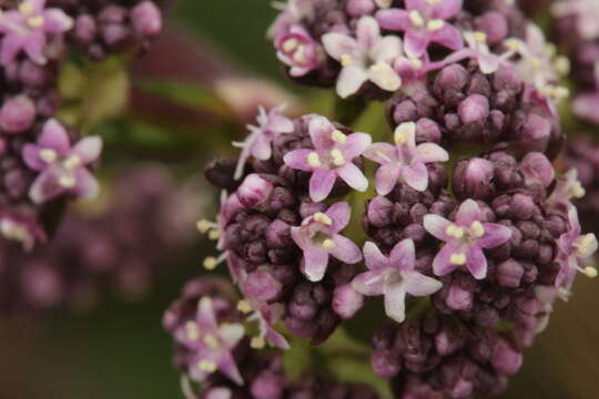 Image de Valeriana pilosa Ruiz & Pav.