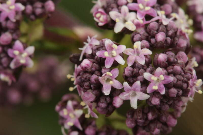 Image de Valeriana pilosa Ruiz & Pav.