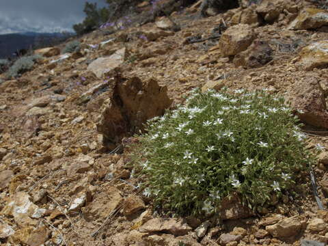 Image de Sabulina nuttallii var. fragilis (Maguire & A. H. Holmgren) Dillenb. & Kadereit