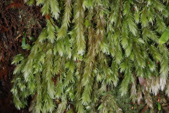 Image of Leucobryum candidum Wilson ex J. D. Hooker 1854