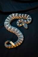 Image of Arizona Black Rattlesnake