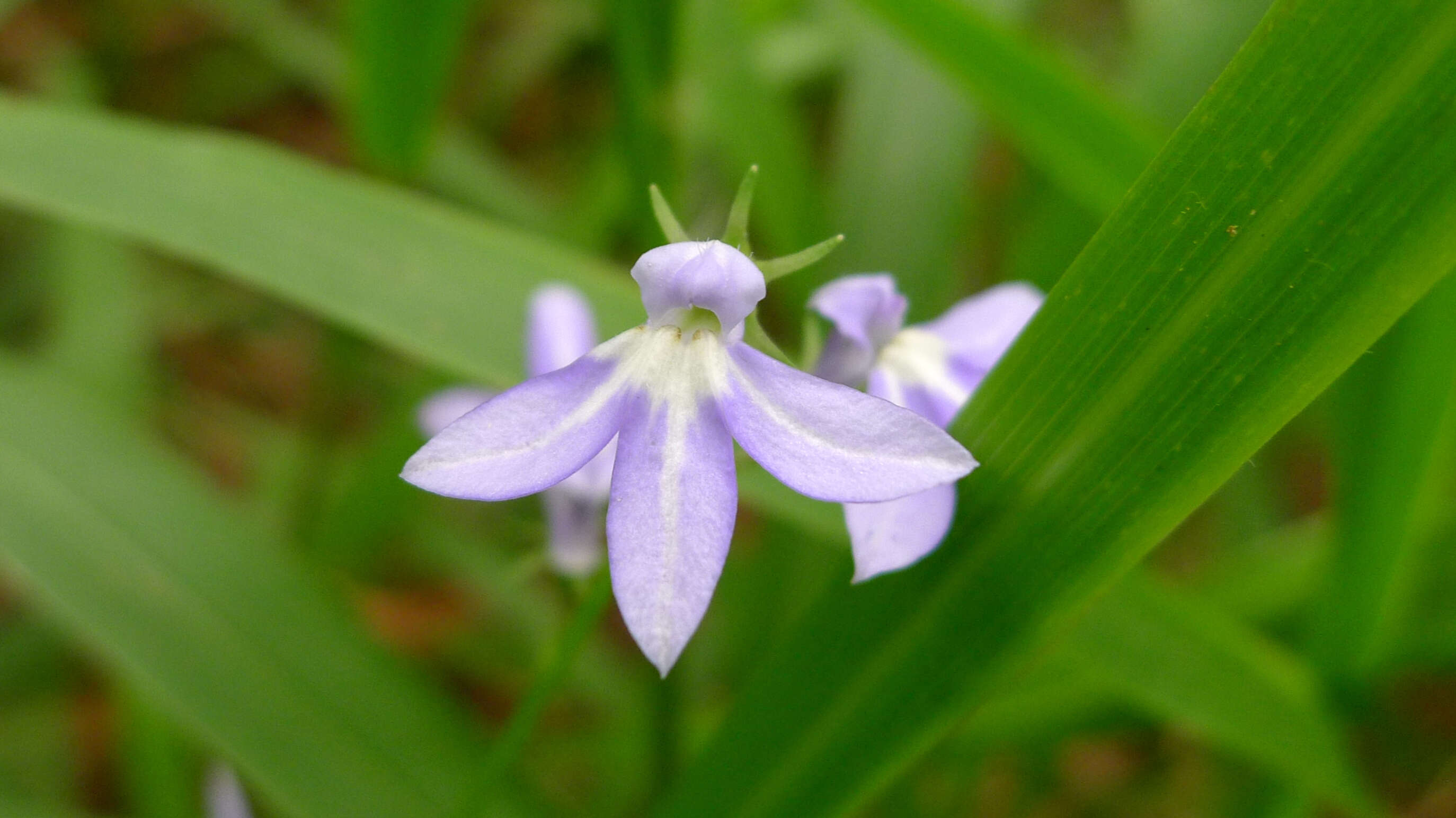 Image de Lobelia trigonocaulis F. Muell.